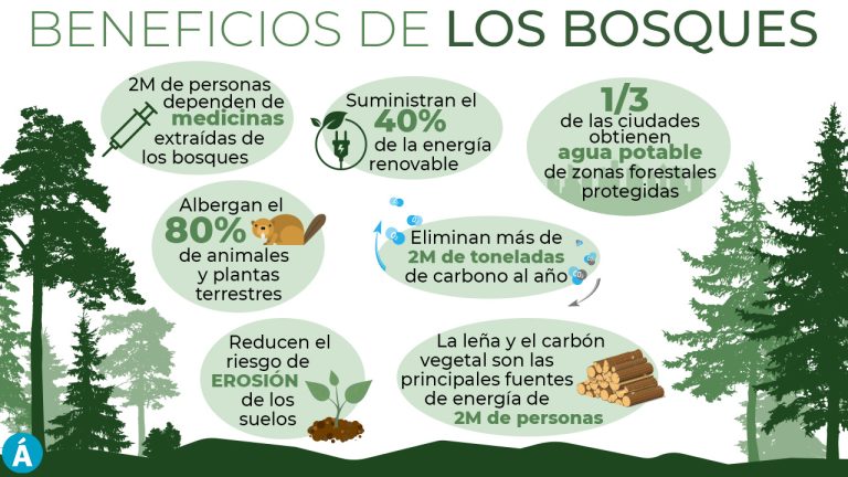 Descubre Los 5 Tipos De Aprovechamiento Forestal Y Beneficios Que Te