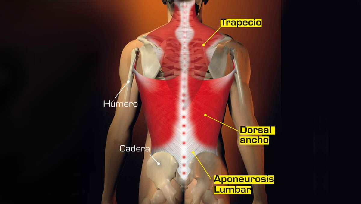 Descubre los beneficios del medicamento Dorsal: alivio instantáneo para ...